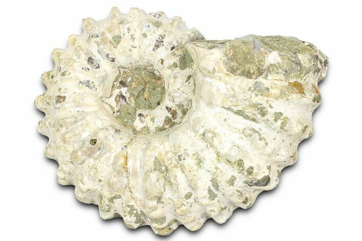 Bumpy Ammonite (Douvilleiceras) Fossil - Madagascar #361131